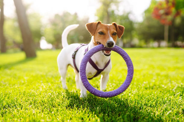 istock Happy active dog, jack russell playing in the park. 1330087098