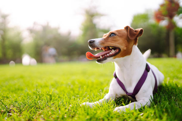 istock Happy active dog, jack russell playing in the park. 1330087121