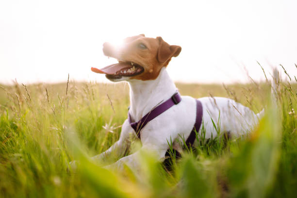 feliz cão ativo, jack russell brincando no parque. - tick dog flea pets - fotografias e filmes do acervo