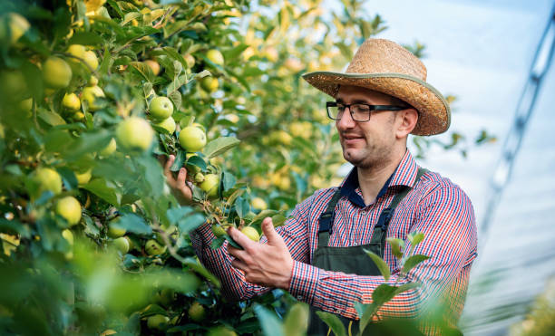 istock Orcharding. Farmer checking apples in the orchard. Agricultural concept 1330087147