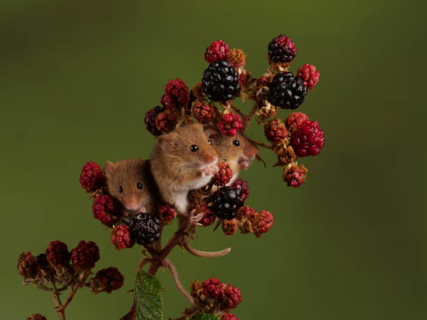 istock Harvest Mice on Blackberries 1330087861