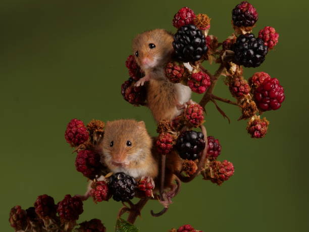 istock Harvest Mice on Blackberries 1330087864