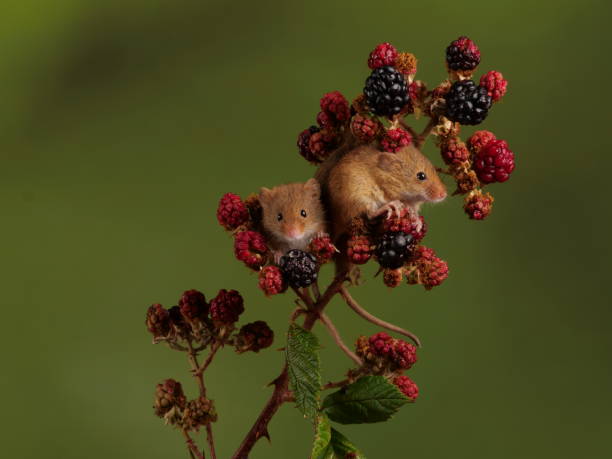 istock Harvest Mice on Blackberries 1330087865