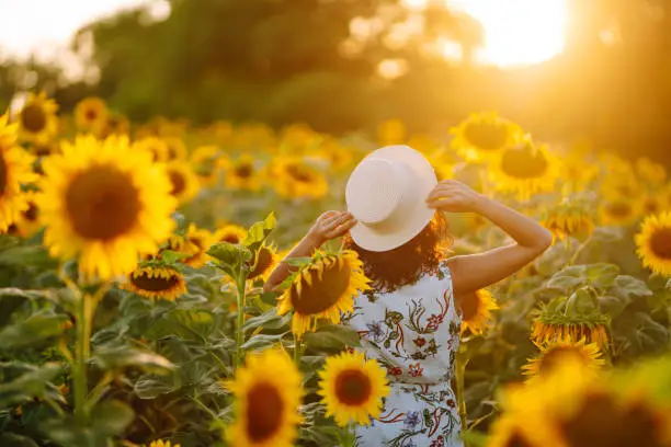 Young woman strolling through field with sunflowers at sunset. Carefree woman walking and enjoying beautiful nature environment. Summer holidays, vacation, relax and lifestyle.