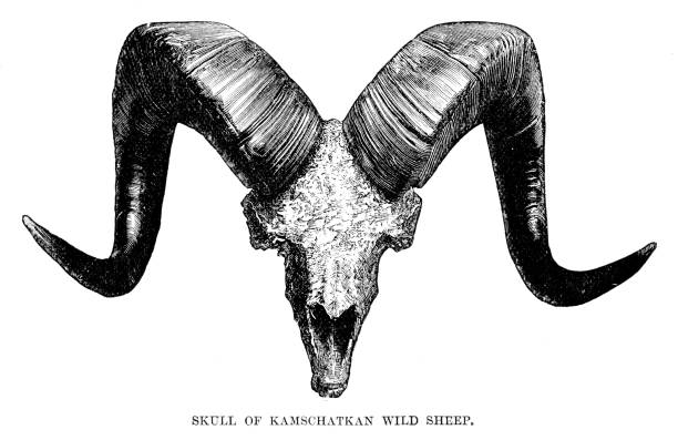 The Royal Natural History 1896