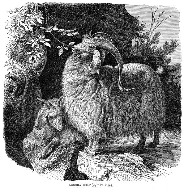 the angora goat engraving 1896 - ankara stock illustrations