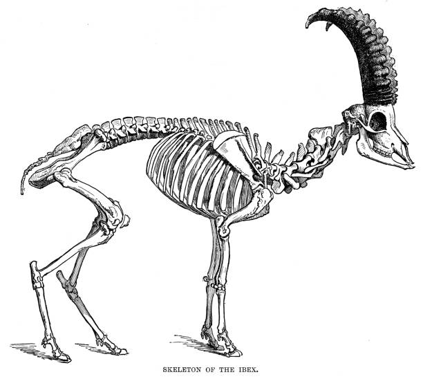 アイベックス彫刻の骨格 1896 - ram bighorn sheep animal head animal themes点のイラスト素材／クリップアート素材／マンガ素材／アイコン素材