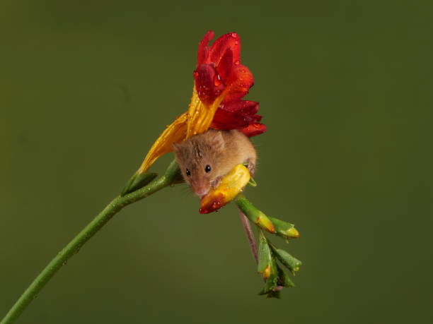 istock Harvest Mouse on Flower 1330088226