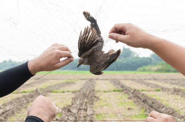 istock Bird were caught by gardener hand holding on a mesh on white background 1330088273
