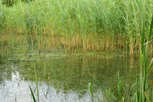 istock Fishing. The lake is overgrown with algae and floats. 1330088313