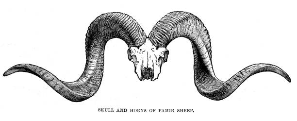 The Royal Natural History 1896