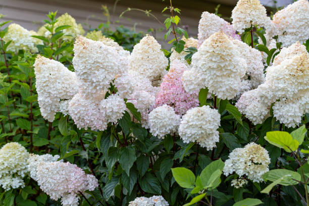 hydrangea paniculata vanilla strawberry on a stem - ortanca stok fotoğraflar ve resimler