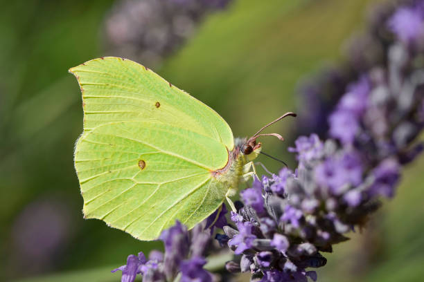 żółty motyl na lawendy - gonepteryx zdjęcia i obrazy z banku zdjęć