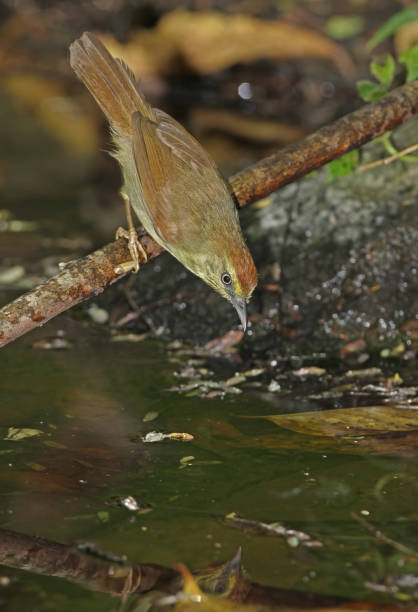 pin-striped tit-babbler - jungle babbler imagens e fotografias de stock