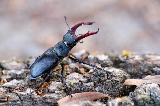 istock Beetle deer on  wood close-up macro 1330091807