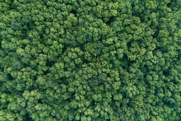 istock Summer warm sun light forest aerial view as summer background, view from above 1330091827