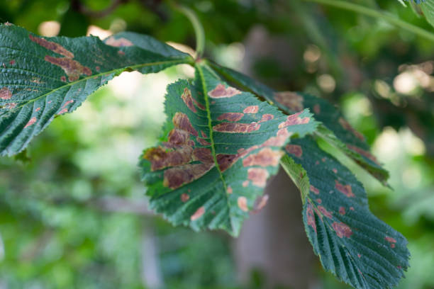 暑い天候からの葉の焦げ - image branch leaf fruit ストックフォトと画像