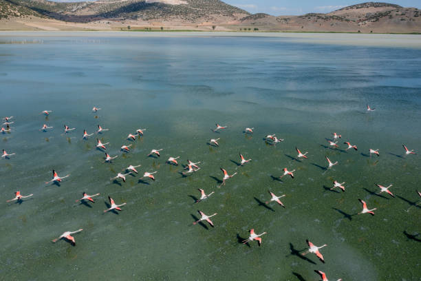 istock Flamingos flying on lake 1330092224