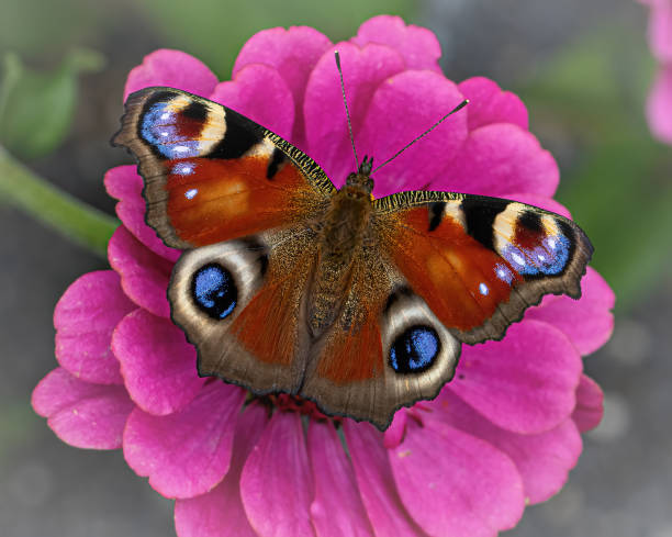 istock peacock butterfly on a flower 1330094424