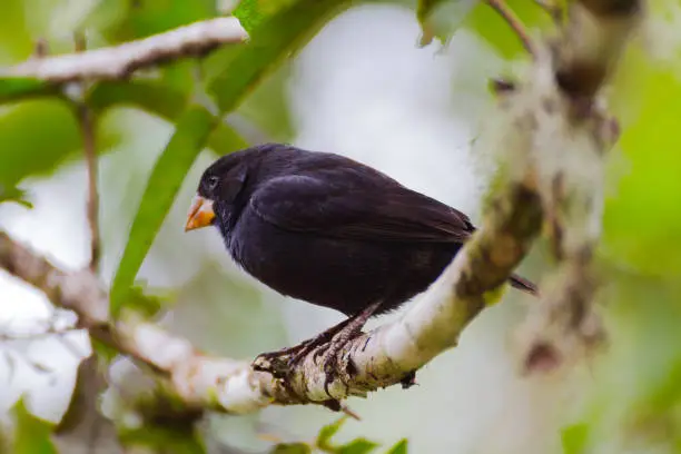 Black Darwin's finch sitting on a branch in El Chapo reserve, in Santa Cruz Island (Galápagos islands, Ecuador)