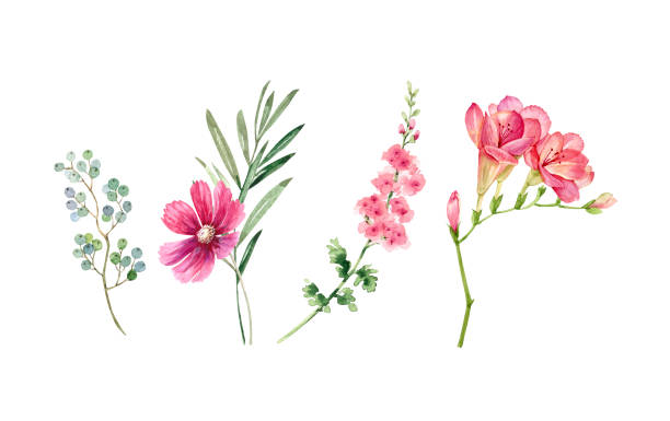 zestaw akwareli ogród różowe kwiaty izolowane na białym tle, ręcznie malowane - summer flower head macro backgrounds stock illustrations