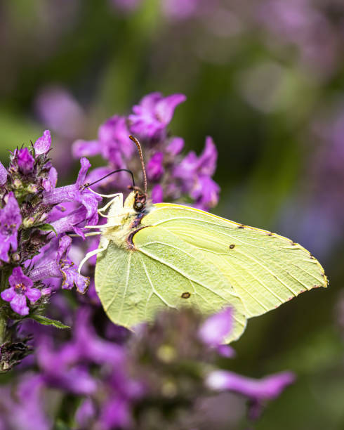 istock a brimstone butterfly on a flower 1330096113