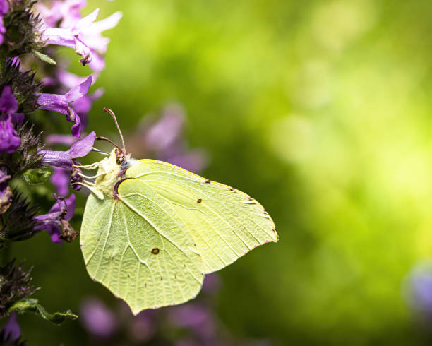 istock a brimstone butterfly on a flower 1330096129