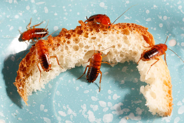 close-up of a many cockroaches climb on bread on a blue plate close-up of a many cockroaches climb on bread on a blue plate. pest control concept cockroach food stock pictures, royalty-free photos & images