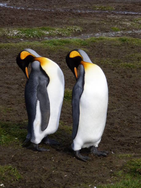 Synchronised penguins stock photo