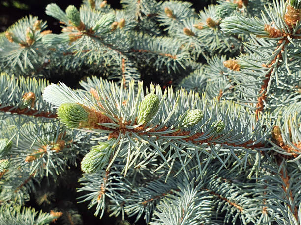 istock Blue spruce background. Coniferous fir tree with young twigs, needles. Close-up 1330098756