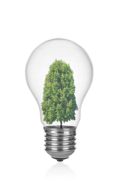 istock Tree inside of the light bulb isolated on white background 1330099395