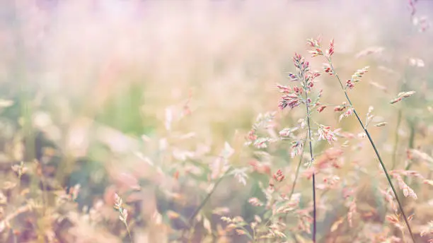 Beautiful golden grass in the meadow in the morning at dawn