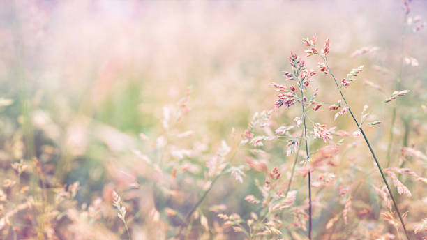 beautiful golden grass in the meadow with very soft focus - soft focus imagens e fotografias de stock