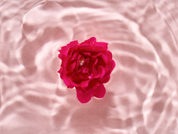 istock Summer concept with a rose floating in water on pastel pink background 1330100828
