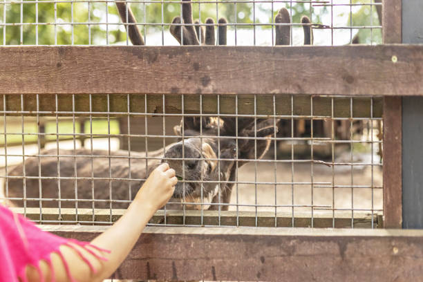 istock A woman feeds a deer through a net. Zoo, mini farm 1330100857