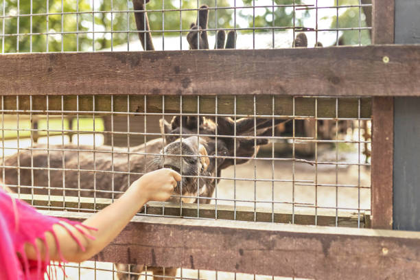 istock A woman feeds a deer through a net. Zoo, mini farm 1330100860