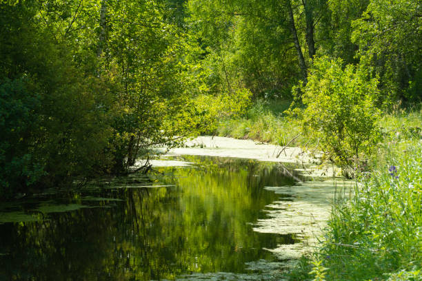 istock Forest lake in summer in sunny weather 1330101639
