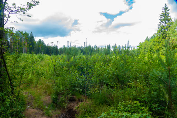 istock Forest in summer in clear weather 1330101699