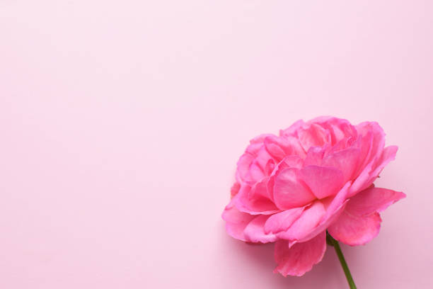 istock One beautiful pink rose on a pink background. Valentine's Day. Copy space. 1330101924