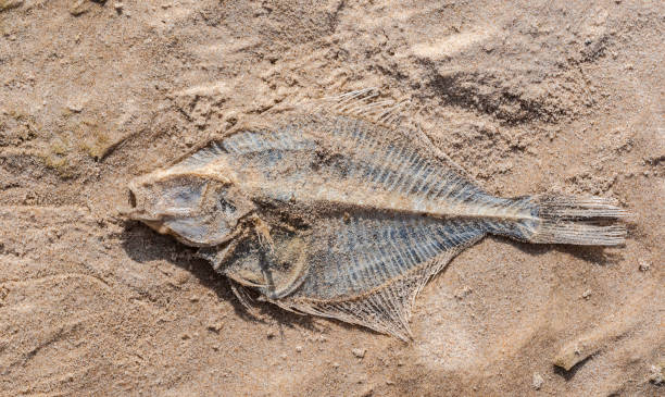 istock Dry European plaice fish (Pleuronectes platessa) on a sea shore 1330101963