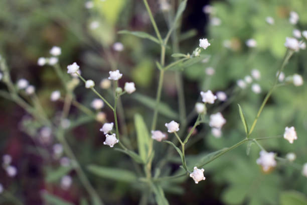 istock White small dried flowers, Gypsophila white blooming blurred background. 1330102604