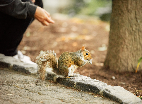 Woman sitting outside on a footpath curb in a public park and feeding nuts to a squirrel