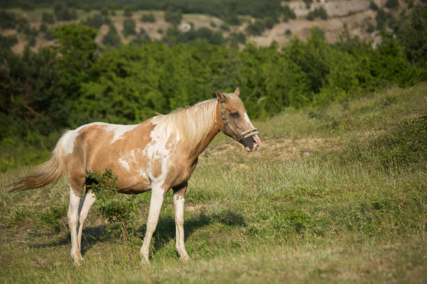 Palomino horse on a meadow pasturing