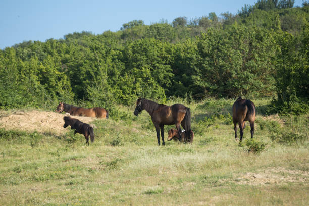 istock Horses graze in a field on a summer day 1330103573