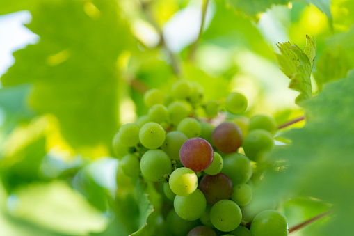 Bunch of red and green grapes in selective focus. Close-up shot. Easy to crop for all social media, print and design needs.