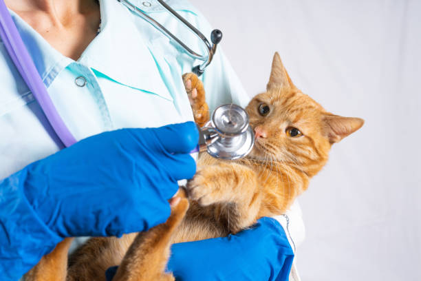 istock Veterinary clinic and bright red cat playing with phonendoscope. 1330105104