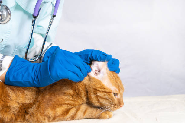 the vet girl cleans the cat's ears with cotton swabs - vet domestic cat veterinary medicine stethoscope imagens e fotografias de stock