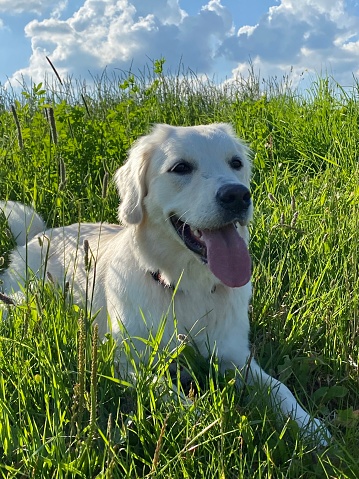 White Golden Retriever walks through the fields and enjoys nature, My best friend and me