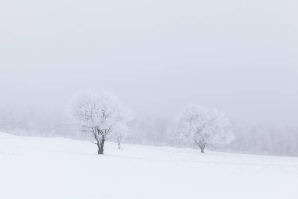 istock Trees covered by rime in the wintertime 1330108276