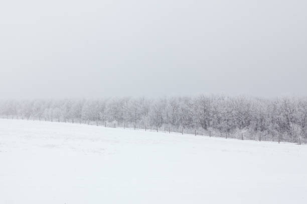istock Trees on a Snowy Landscape 1330108282